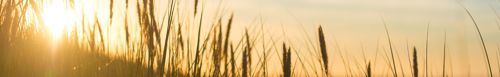 Ferienhaus Nes Ameland